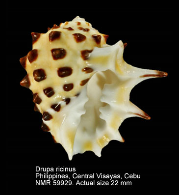Drupa ricinus (5).jpg - Drupa ricinus(Linnaeus,1758)